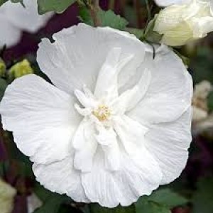 Гибискус сирийский White Chiffon